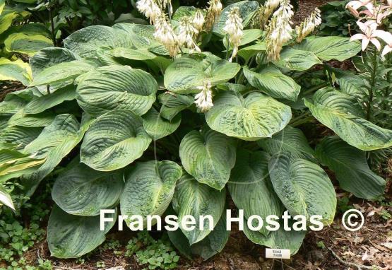 Hosta Amos